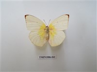 藏品(遷粉蝶)的圖片